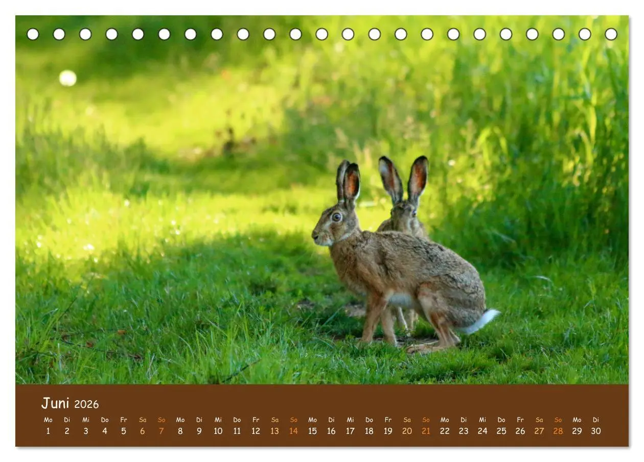 Bild: 9783457437865 | ES WIRD WILD Wildtiere von klein bis groß (Tischkalender 2026 DIN...