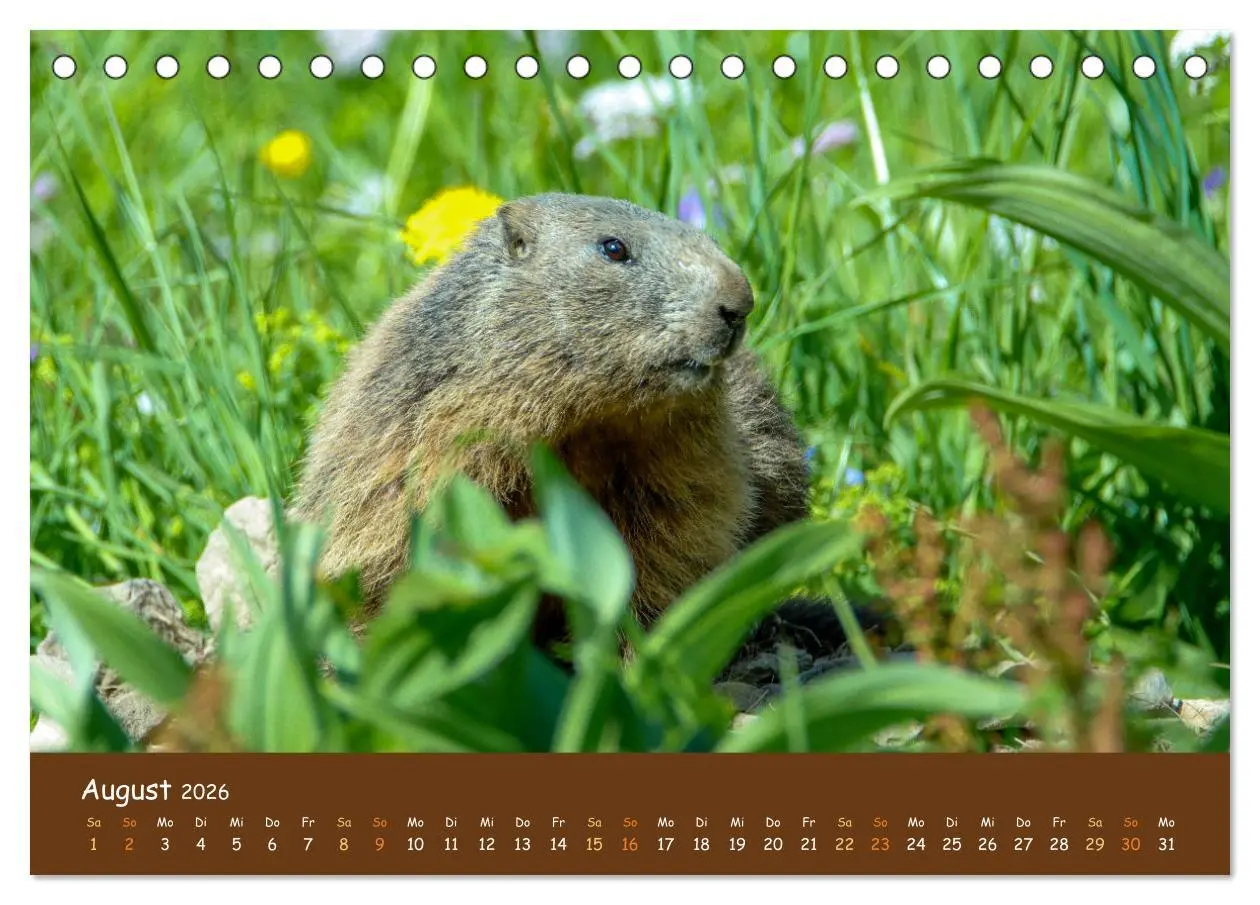 Bild: 9783457437865 | ES WIRD WILD Wildtiere von klein bis groß (Tischkalender 2026 DIN...