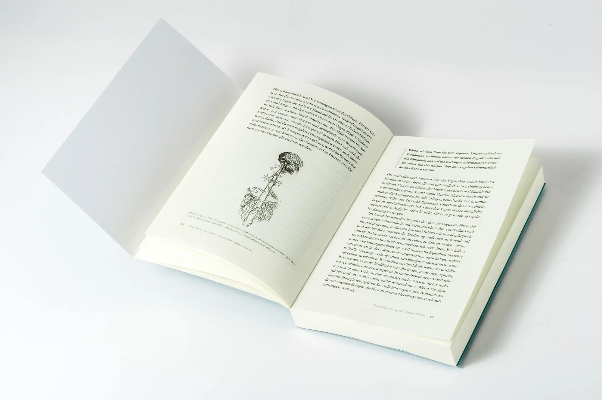 Bild: 9783466347865 | Der Vagus-Nerv als innerer Anker | Deb Dana | Taschenbuch | 272 S.