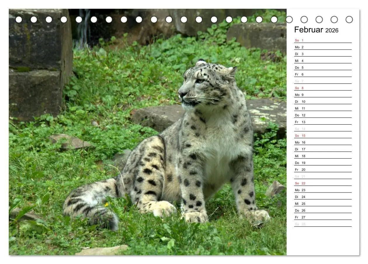 Bild: 9783516147865 | Der Schneeleopard (Tischkalender 2026 DIN A5 quer), CALVENDO...