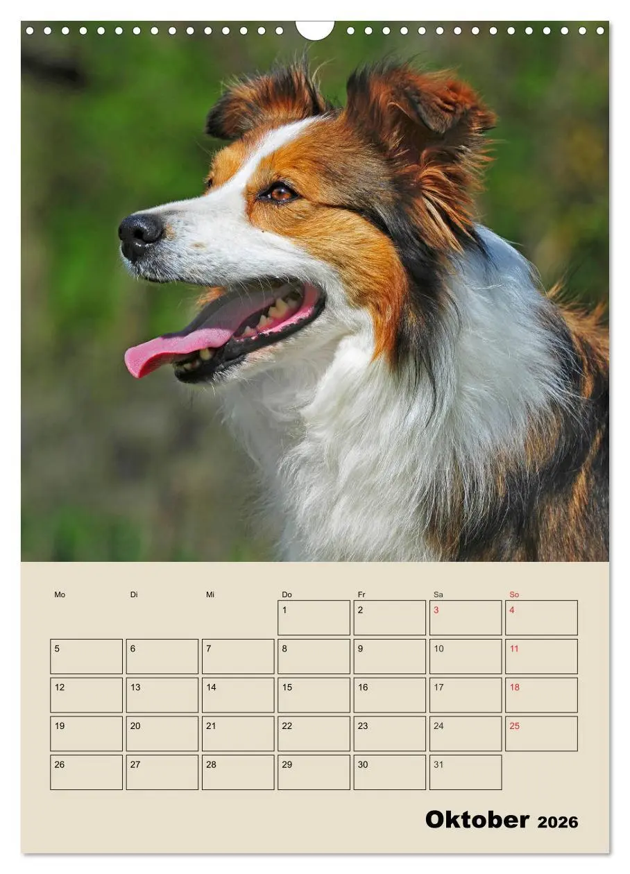 Bild: 9783516387865 | Border Collie - Ein Familienplaner (Wandkalender 2026 DIN A3 hoch),...