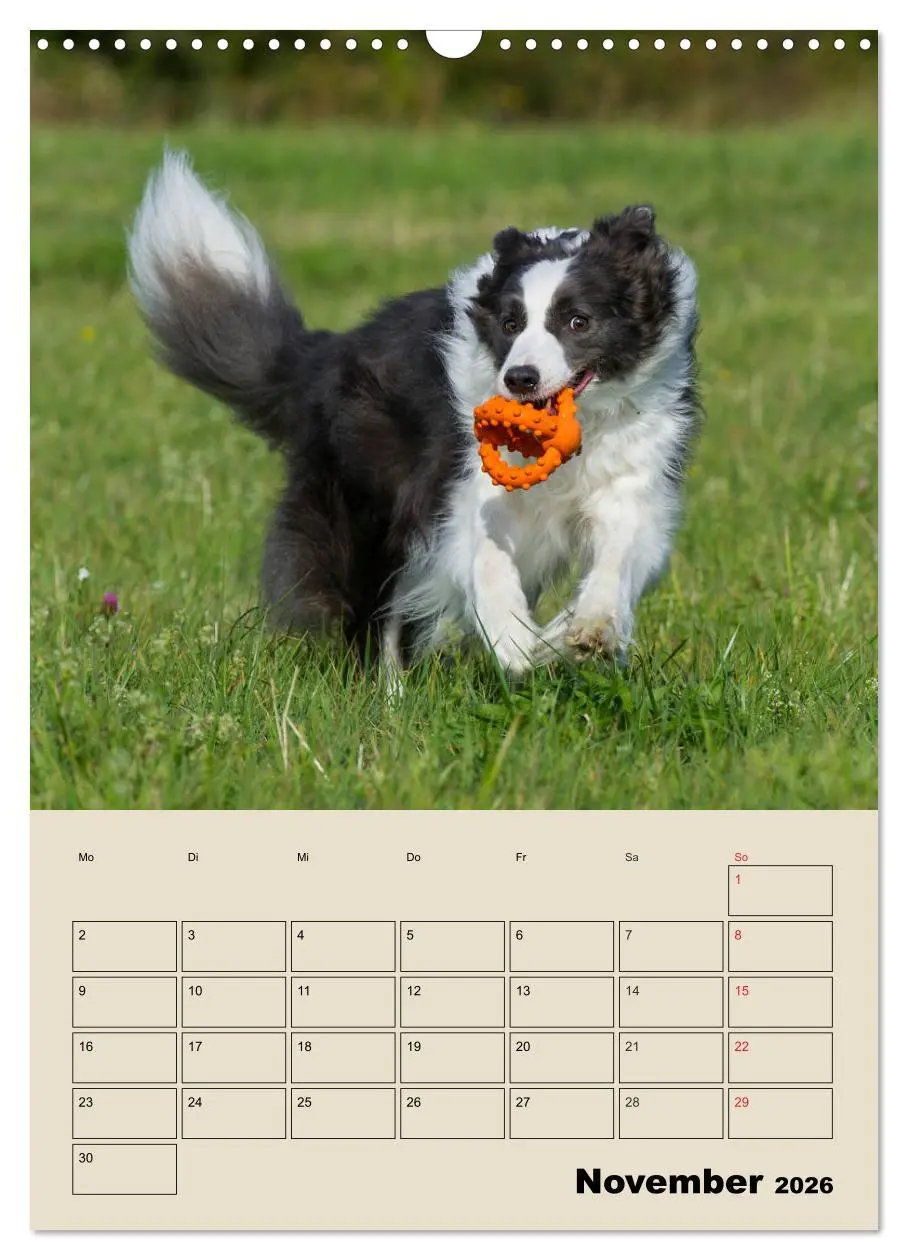 Bild: 9783516387865 | Border Collie - Ein Familienplaner (Wandkalender 2026 DIN A3 hoch),...