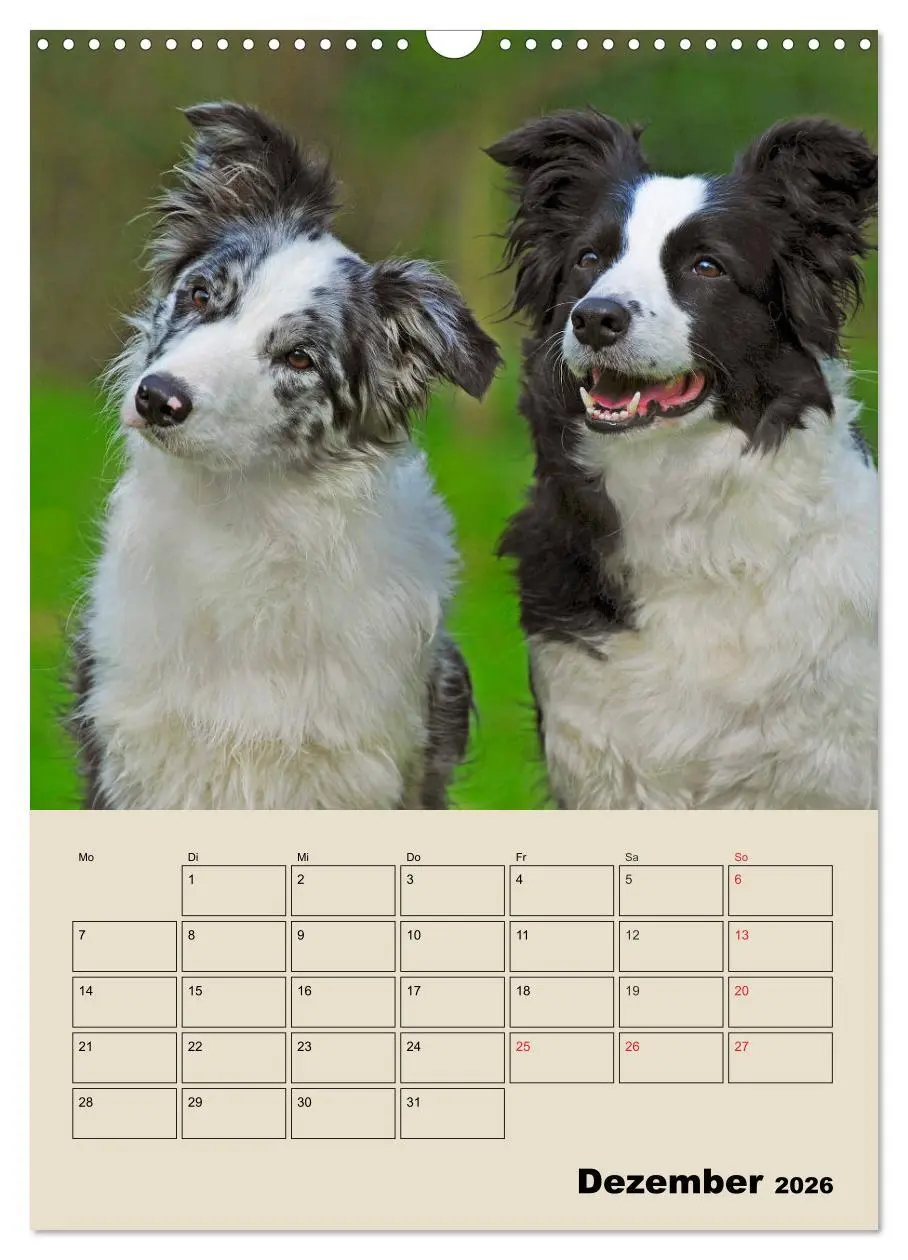 Bild: 9783516387865 | Border Collie - Ein Familienplaner (Wandkalender 2026 DIN A3 hoch),...
