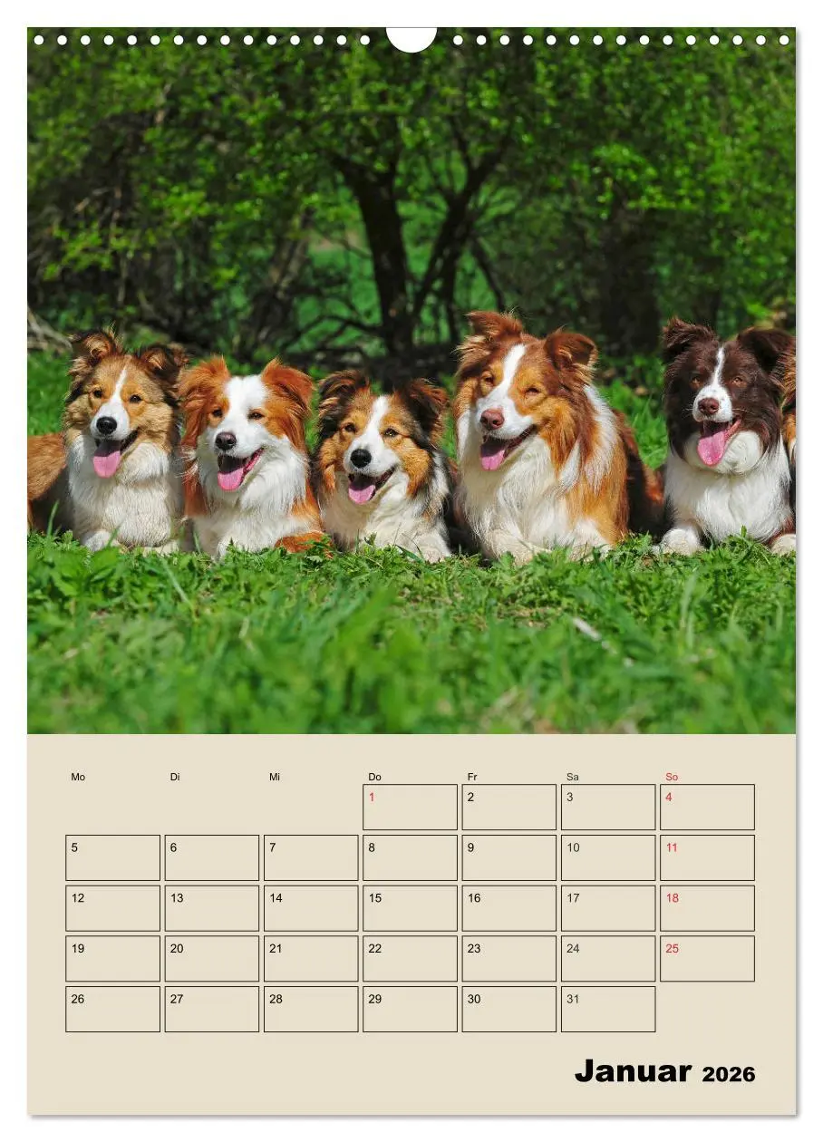 Bild: 9783516387865 | Border Collie - Ein Familienplaner (Wandkalender 2026 DIN A3 hoch),...