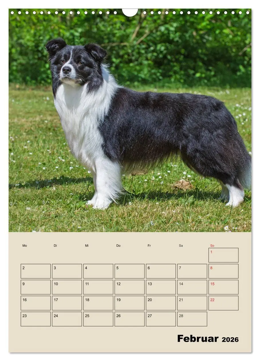 Bild: 9783516387865 | Border Collie - Ein Familienplaner (Wandkalender 2026 DIN A3 hoch),...