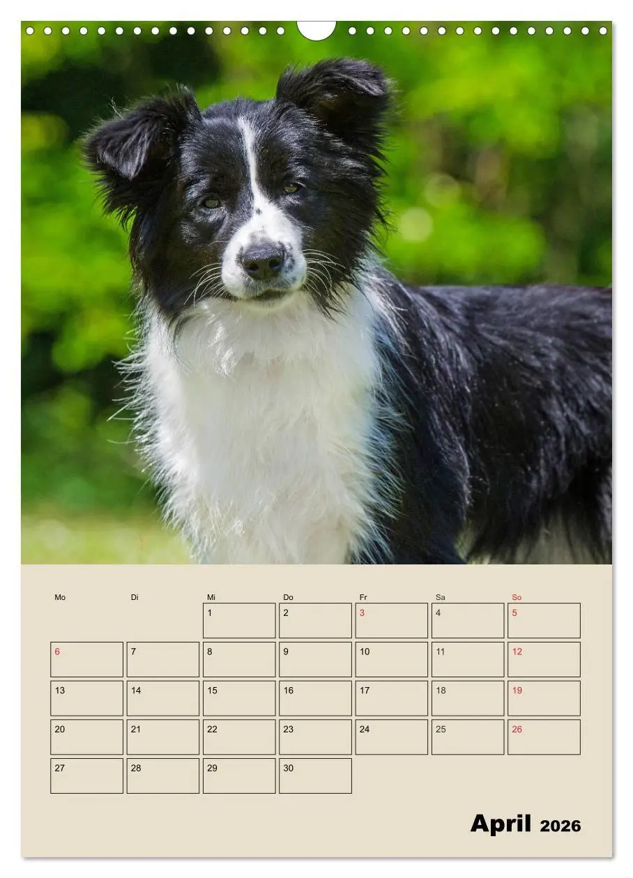 Bild: 9783516387865 | Border Collie - Ein Familienplaner (Wandkalender 2026 DIN A3 hoch),...