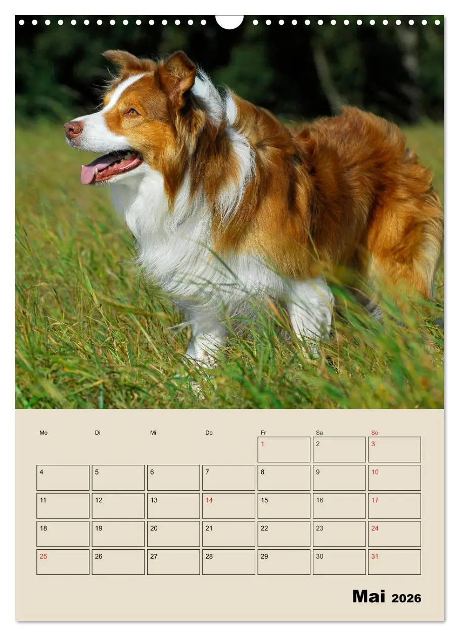 Bild: 9783516387865 | Border Collie - Ein Familienplaner (Wandkalender 2026 DIN A3 hoch),...