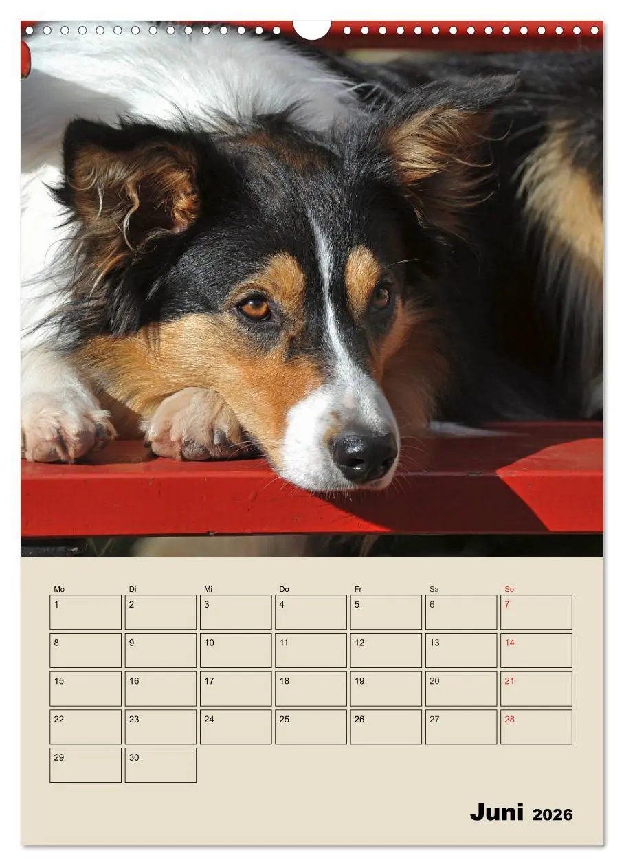Bild: 9783516387865 | Border Collie - Ein Familienplaner (Wandkalender 2026 DIN A3 hoch),...