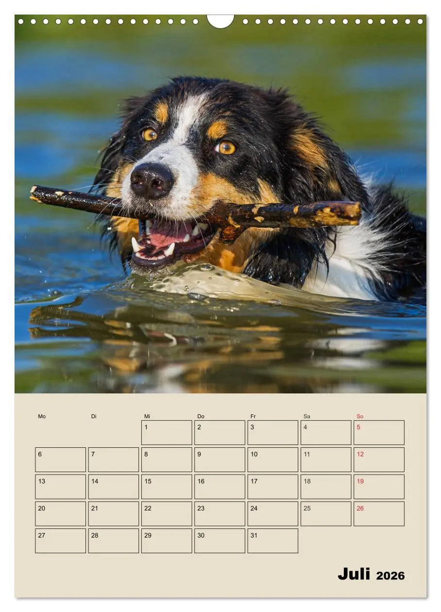 Bild: 9783516387865 | Border Collie - Ein Familienplaner (Wandkalender 2026 DIN A3 hoch),...