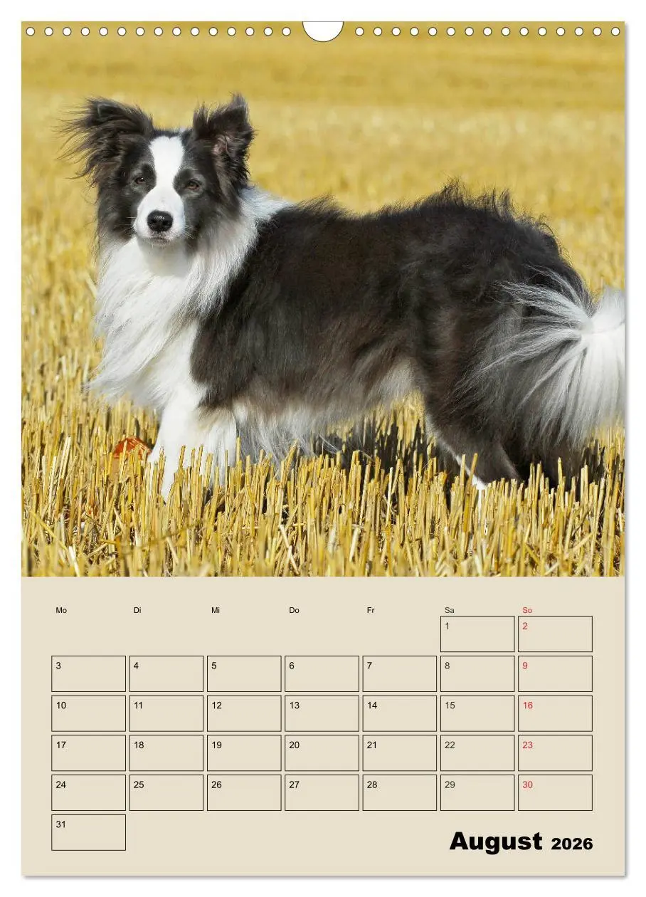 Bild: 9783516387865 | Border Collie - Ein Familienplaner (Wandkalender 2026 DIN A3 hoch),...