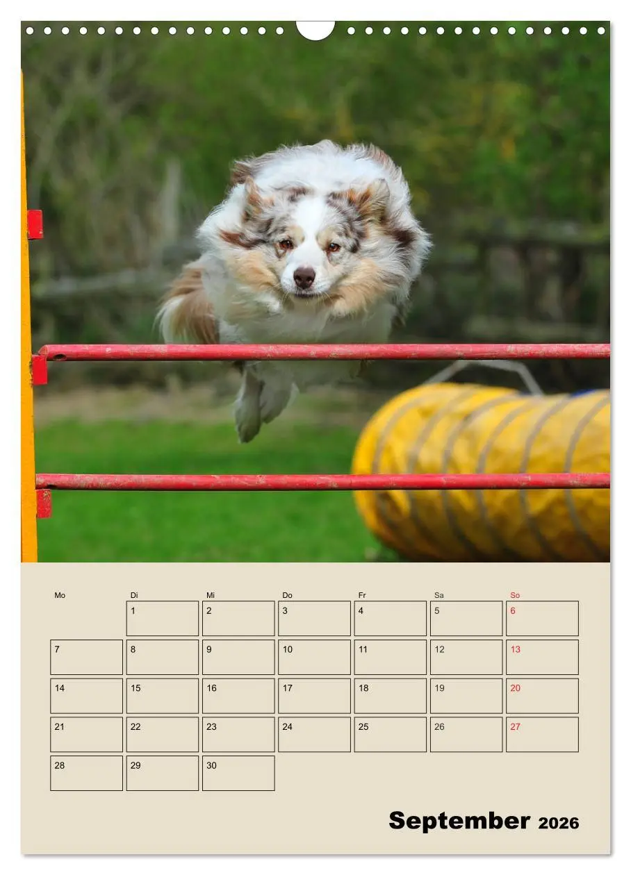 Bild: 9783516387865 | Border Collie - Ein Familienplaner (Wandkalender 2026 DIN A3 hoch),...
