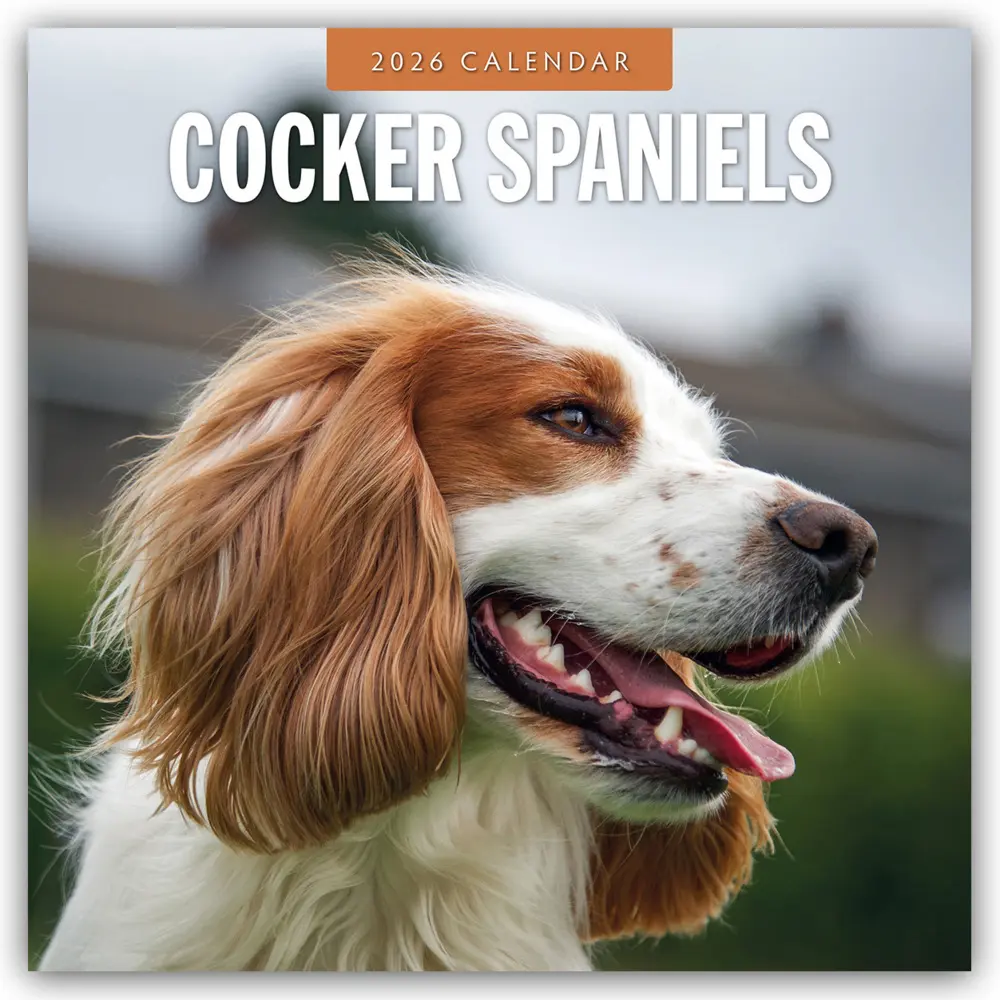 Cover: 9781804427965 | Cocker Spaniels 2026 Square Wall Calendar | Red Robin | Taschenbuch