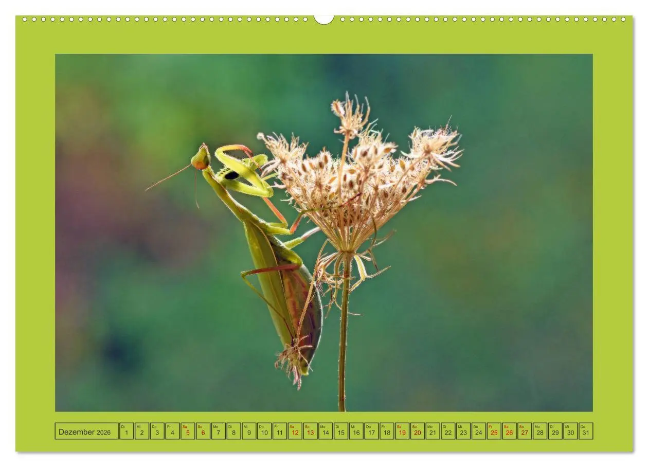 Bild: 9783457667965 | Die Gottesanbeterin Mantis Religiosa (hochwertiger Premium...