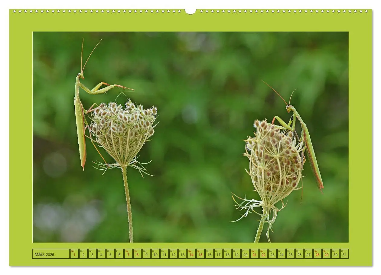 Bild: 9783457667965 | Die Gottesanbeterin Mantis Religiosa (hochwertiger Premium...