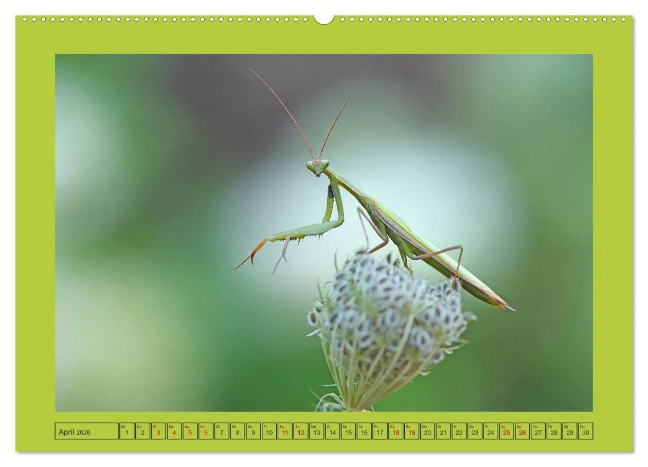 Bild: 9783457667965 | Die Gottesanbeterin Mantis Religiosa (hochwertiger Premium...