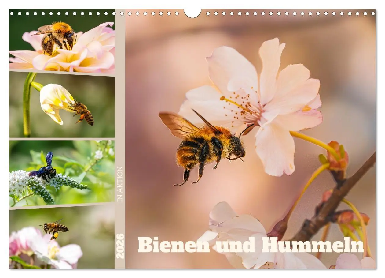 Cover: 9783516648065 | Bienen und Hummeln in Aktion (Wandkalender 2026 DIN A3 quer),...