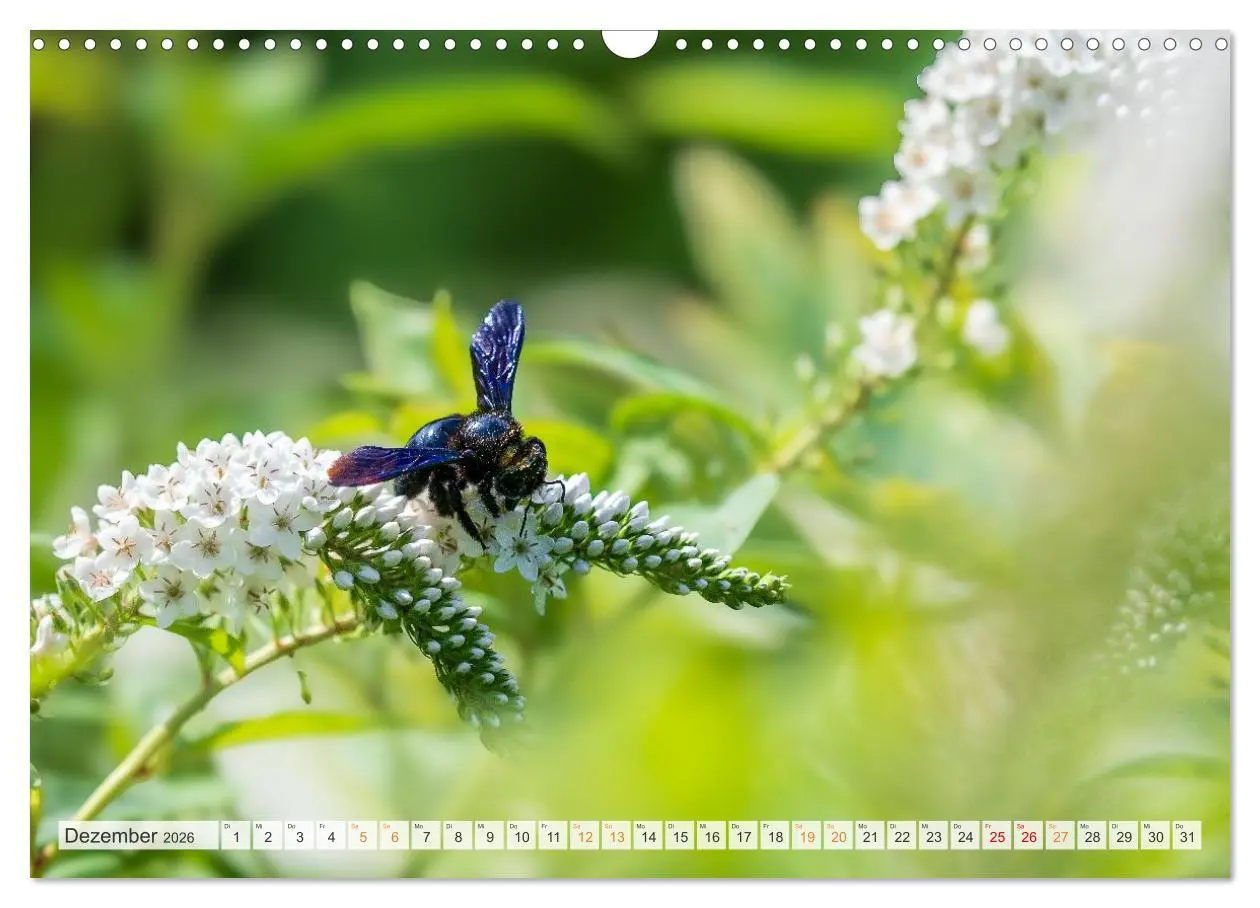 Bild: 9783516648065 | Bienen und Hummeln in Aktion (Wandkalender 2026 DIN A3 quer),...