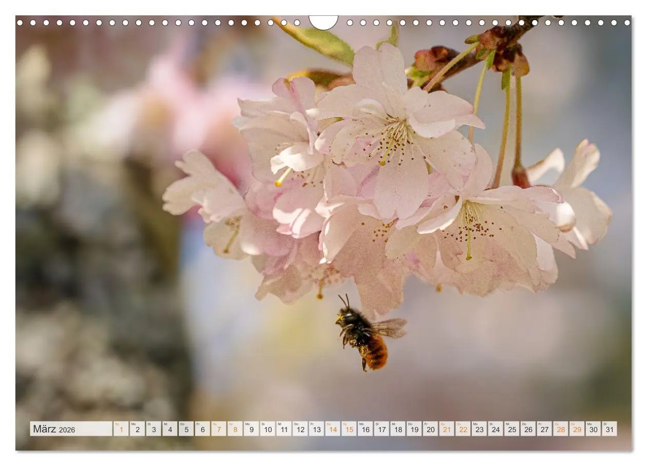Bild: 9783516648065 | Bienen und Hummeln in Aktion (Wandkalender 2026 DIN A3 quer),...