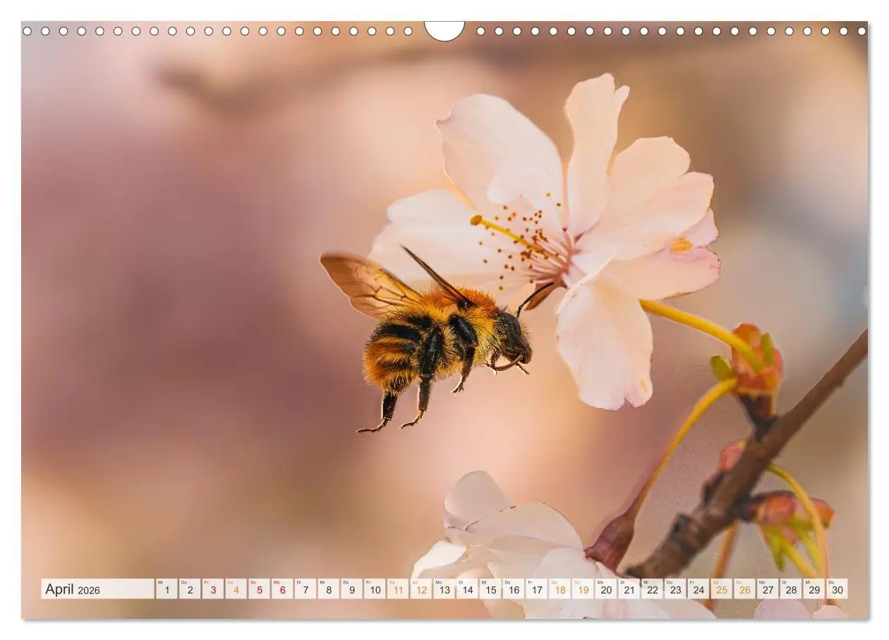 Bild: 9783516648065 | Bienen und Hummeln in Aktion (Wandkalender 2026 DIN A3 quer),...
