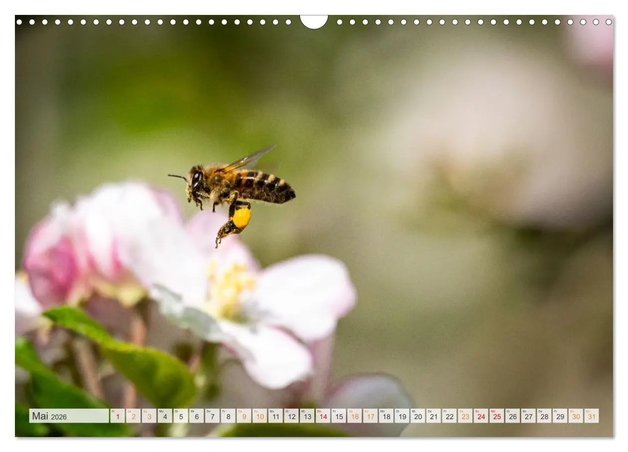 Bild: 9783516648065 | Bienen und Hummeln in Aktion (Wandkalender 2026 DIN A3 quer),...