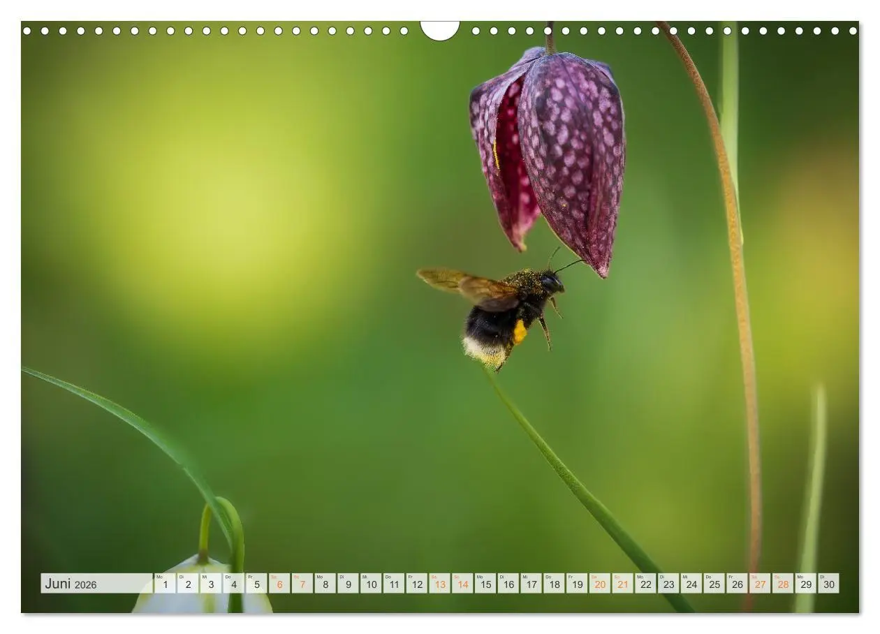 Bild: 9783516648065 | Bienen und Hummeln in Aktion (Wandkalender 2026 DIN A3 quer),...