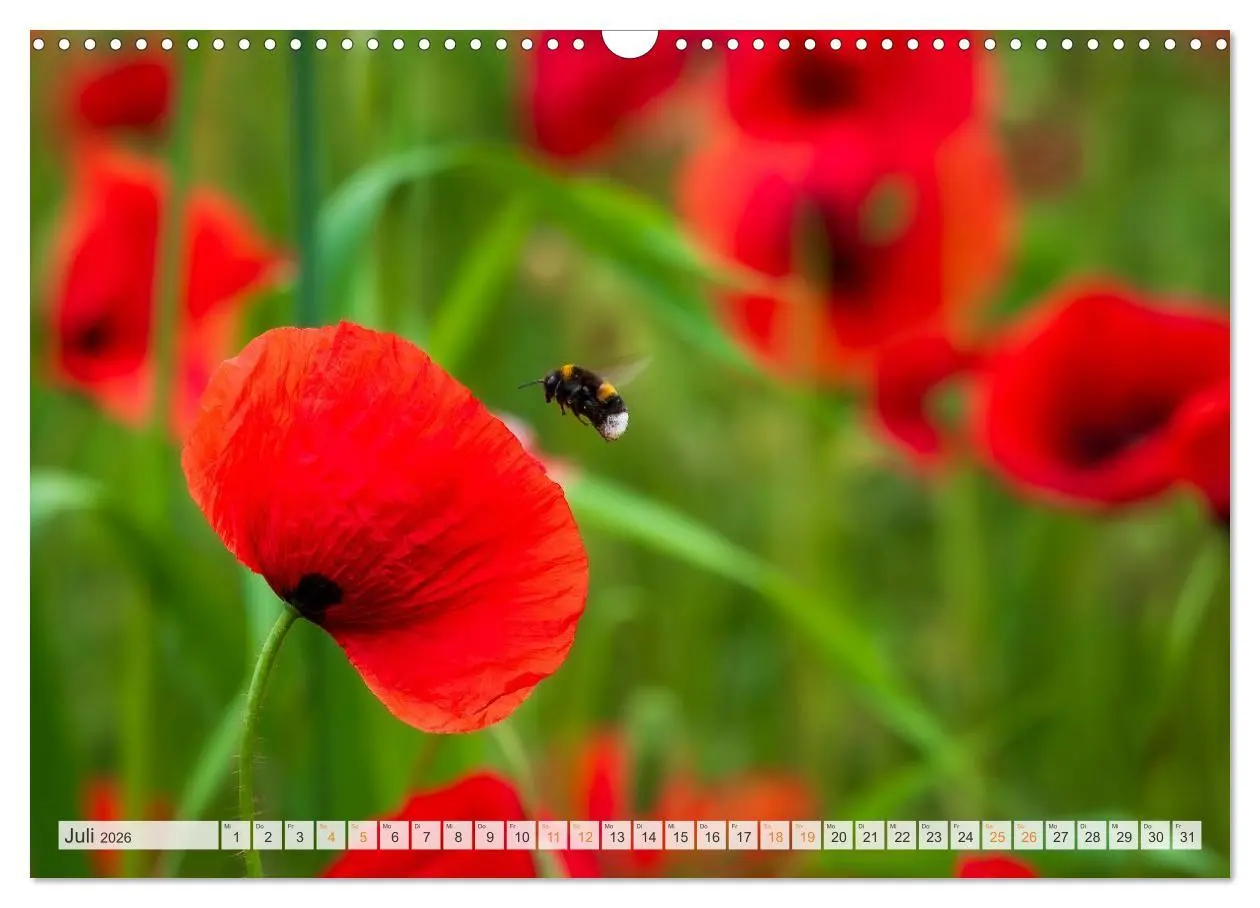 Bild: 9783516648065 | Bienen und Hummeln in Aktion (Wandkalender 2026 DIN A3 quer),...