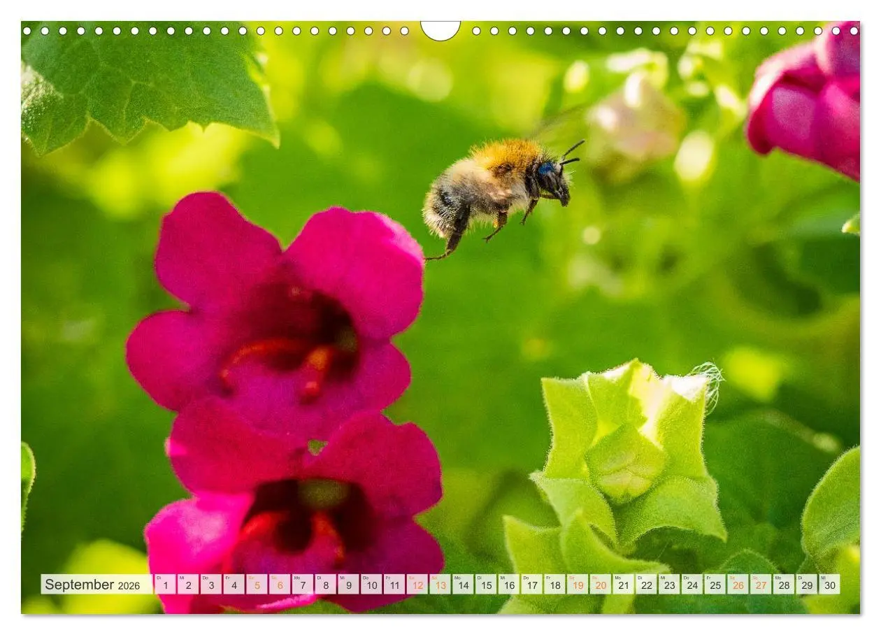 Bild: 9783516648065 | Bienen und Hummeln in Aktion (Wandkalender 2026 DIN A3 quer),...