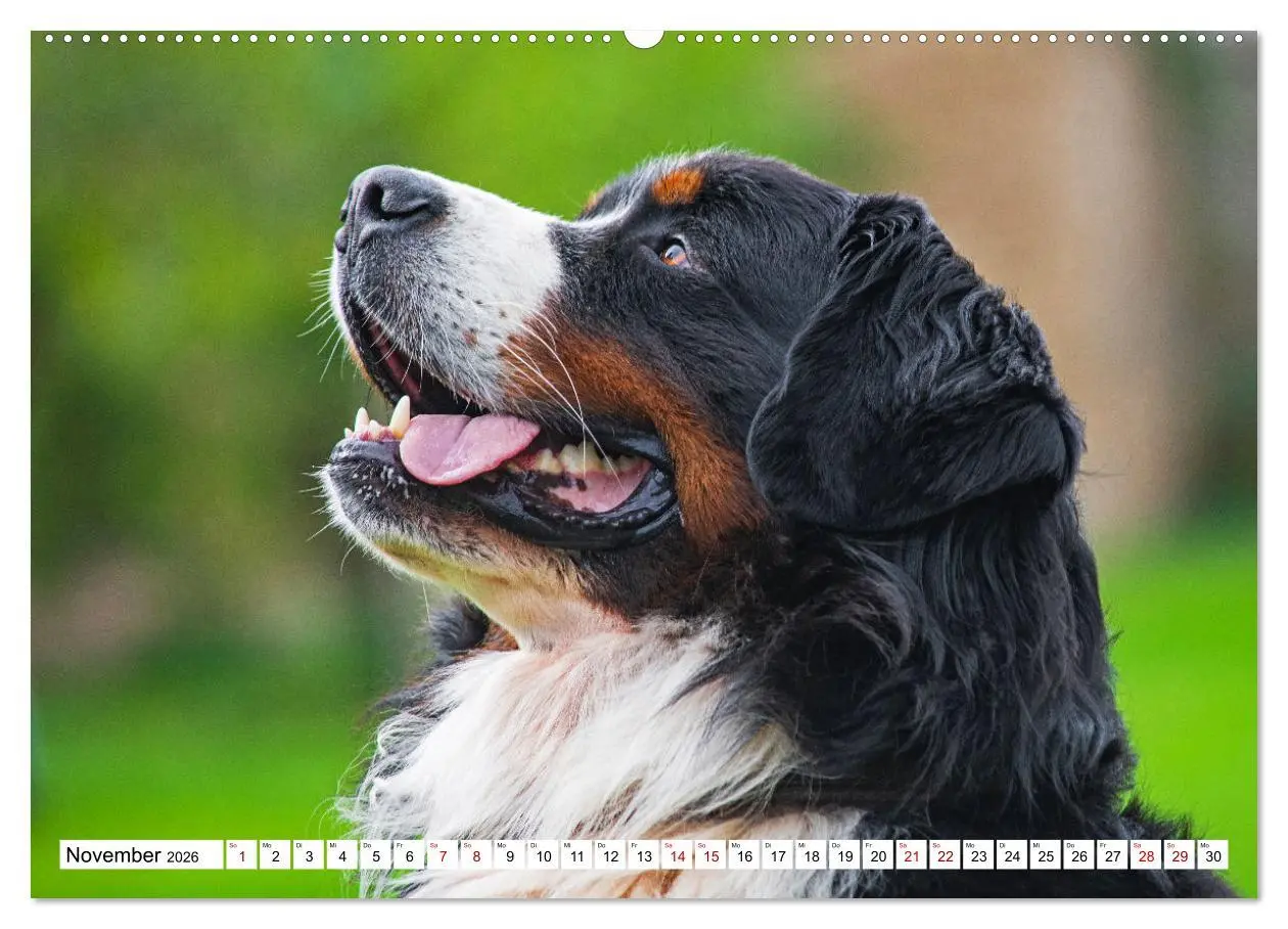 Bild: 9783457548165 | Berner Sennenhund - Eine Liebe für´s Leben (Wandkalender 2026 DIN...
