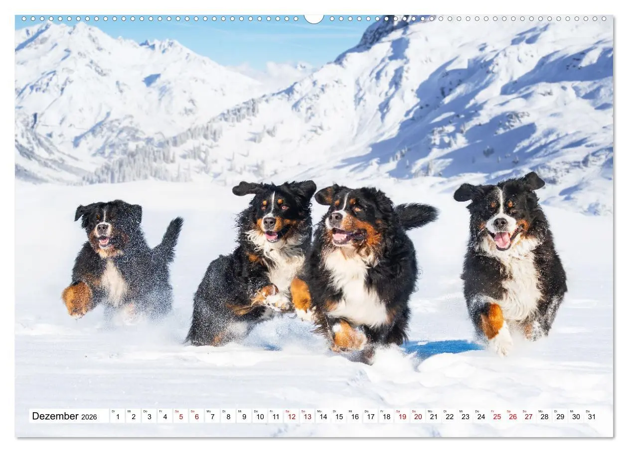 Bild: 9783457548165 | Berner Sennenhund - Eine Liebe für´s Leben (Wandkalender 2026 DIN...