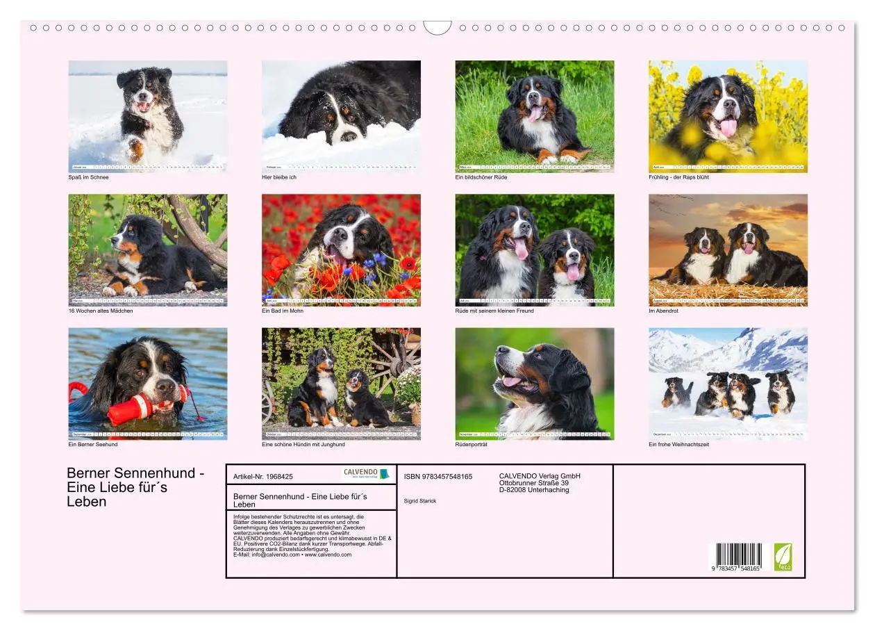 Bild: 9783457548165 | Berner Sennenhund - Eine Liebe für´s Leben (Wandkalender 2026 DIN...