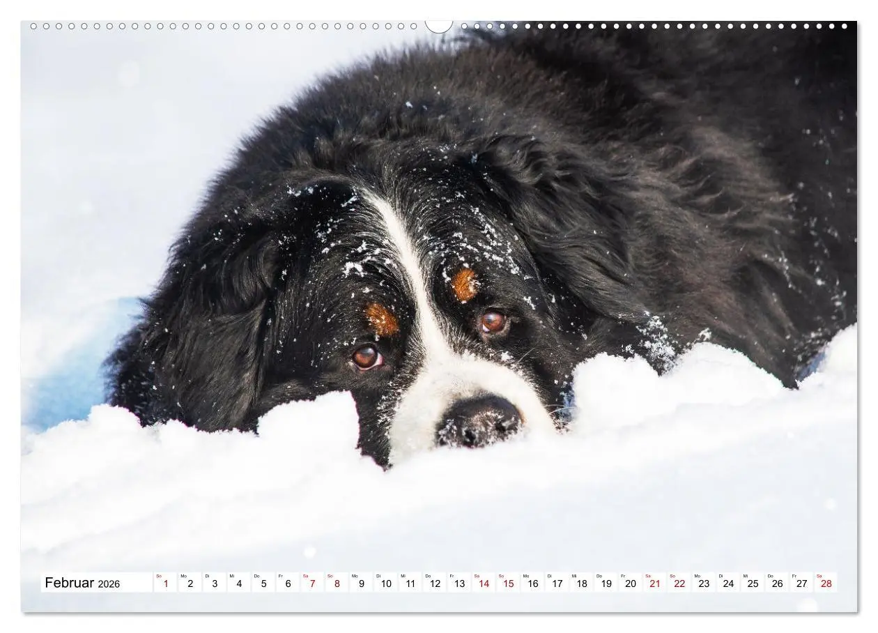 Bild: 9783457548165 | Berner Sennenhund - Eine Liebe für´s Leben (Wandkalender 2026 DIN...