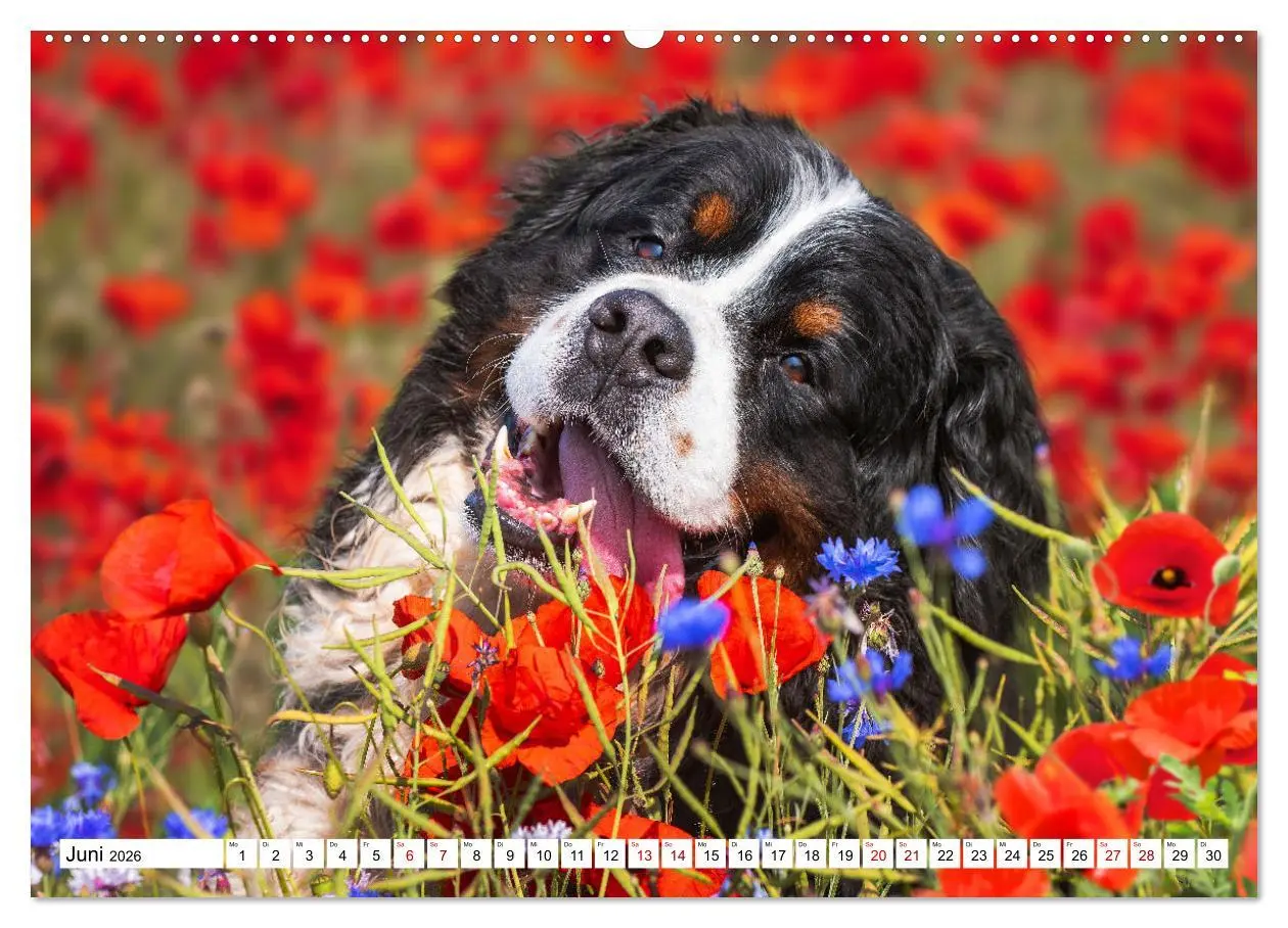 Bild: 9783457548165 | Berner Sennenhund - Eine Liebe für´s Leben (Wandkalender 2026 DIN...