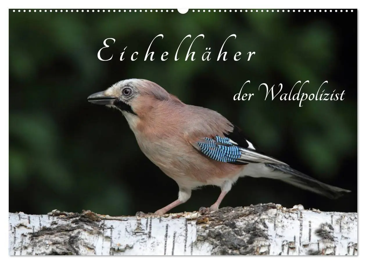 Cover: 9783516018165 | Eichelhäher der Waldpolizist (Wandkalender 2026 DIN A2 quer),...