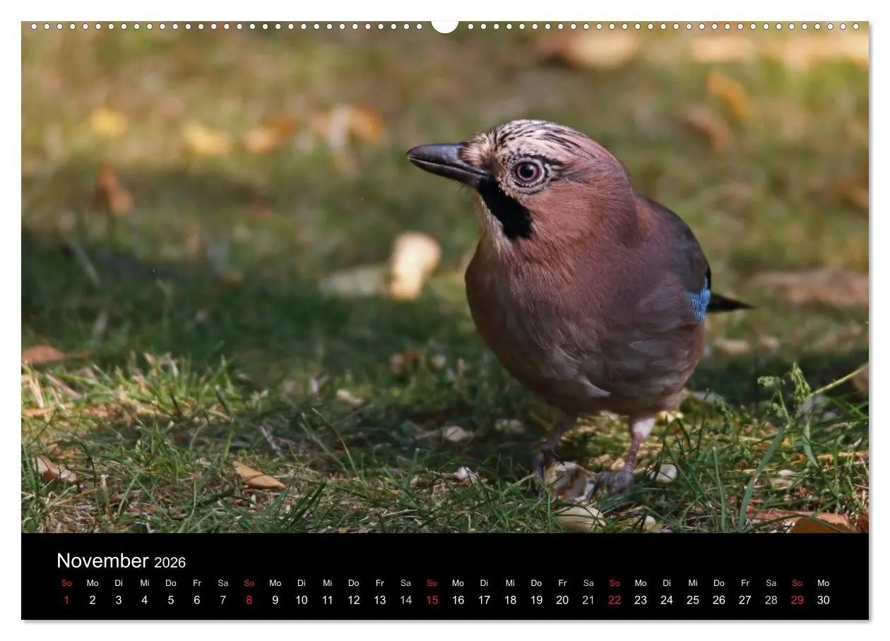 Bild: 9783516018165 | Eichelhäher der Waldpolizist (Wandkalender 2026 DIN A2 quer),...