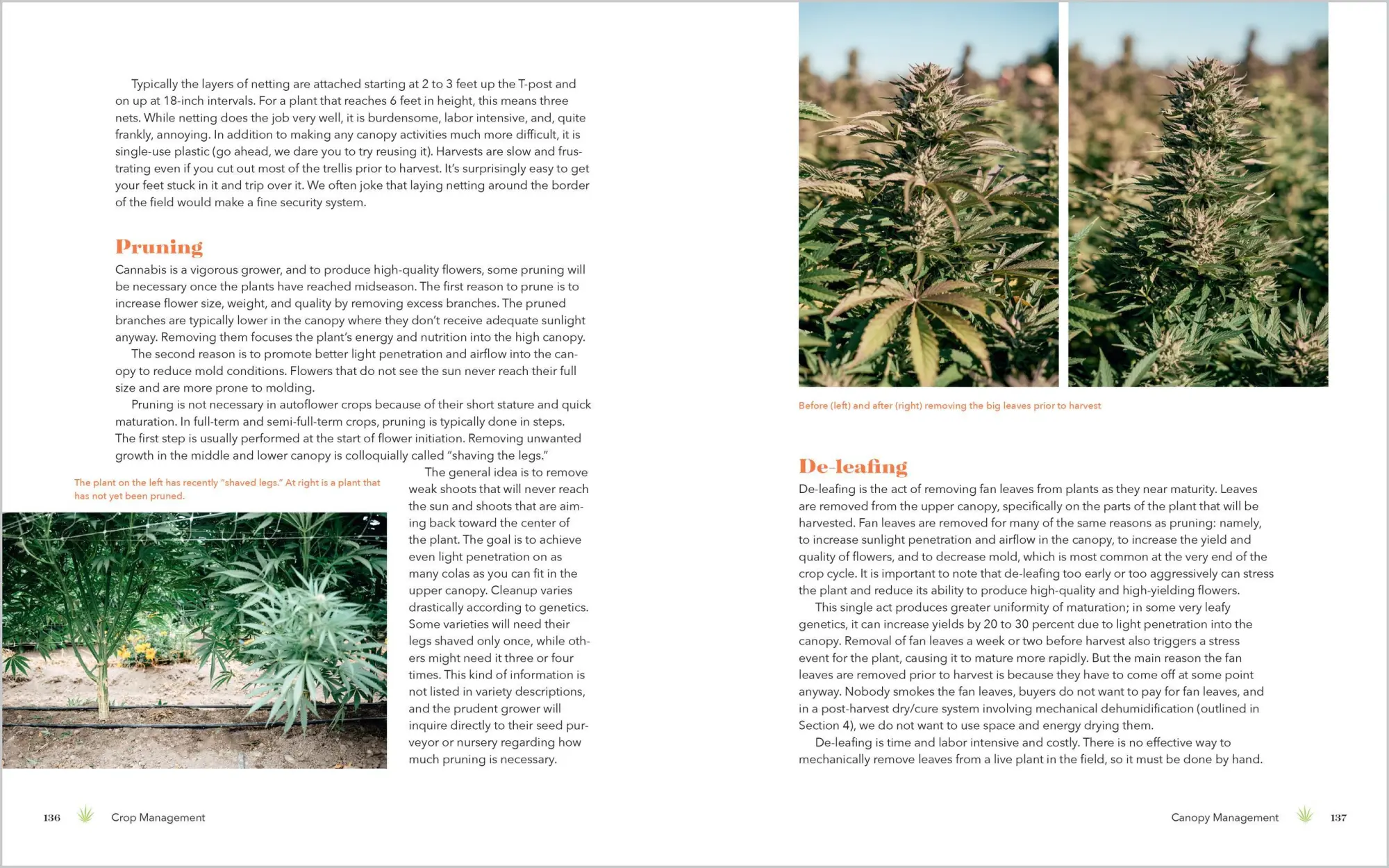 Bild: 9781635868265 | Cannabis Farming | Adam Davidoff (u. a.) | Taschenbuch | Englisch