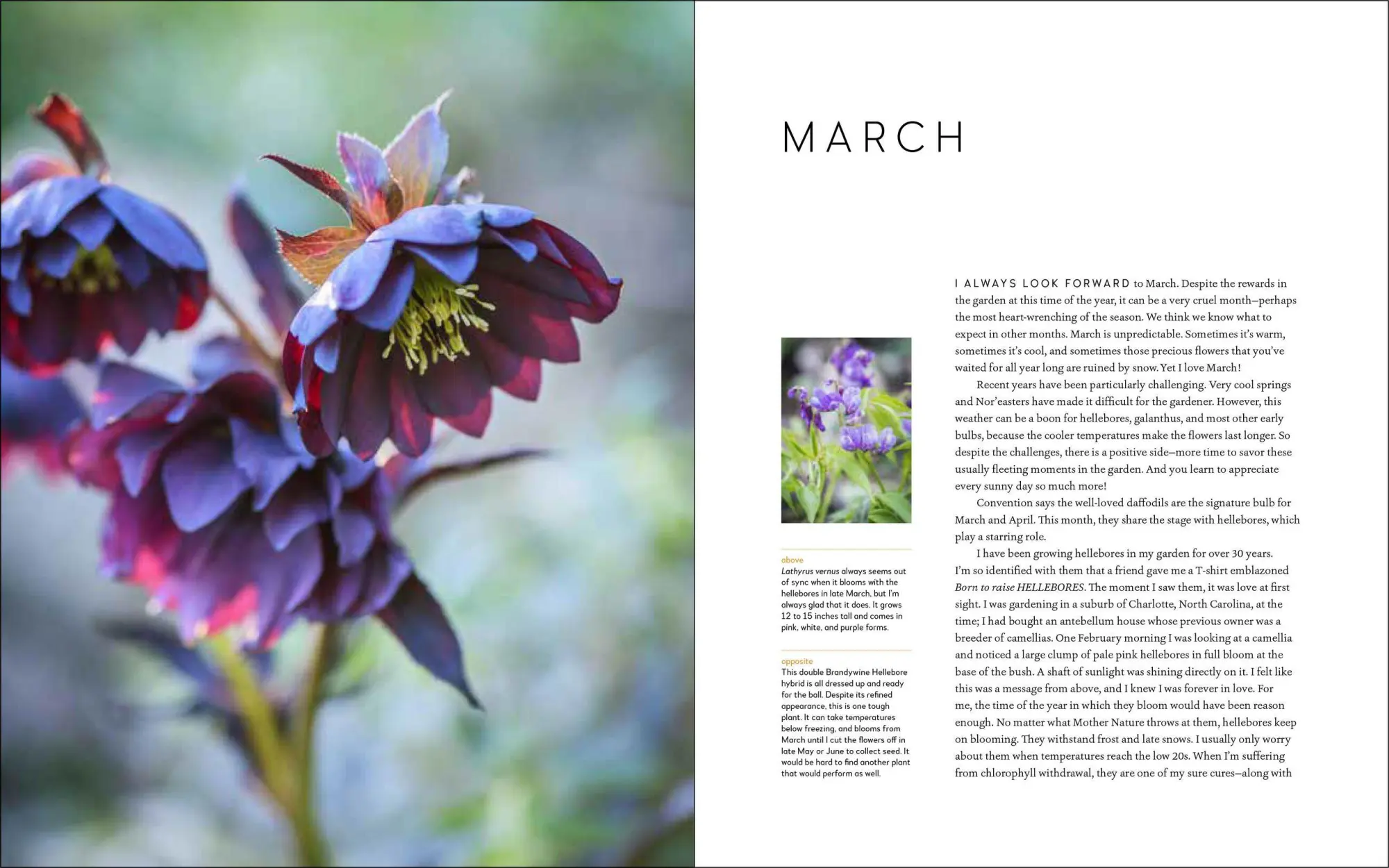 Bild: 9781604698565 | A Year at Brandywine Cottage | David L Culp | Buch | Gebunden | 2020