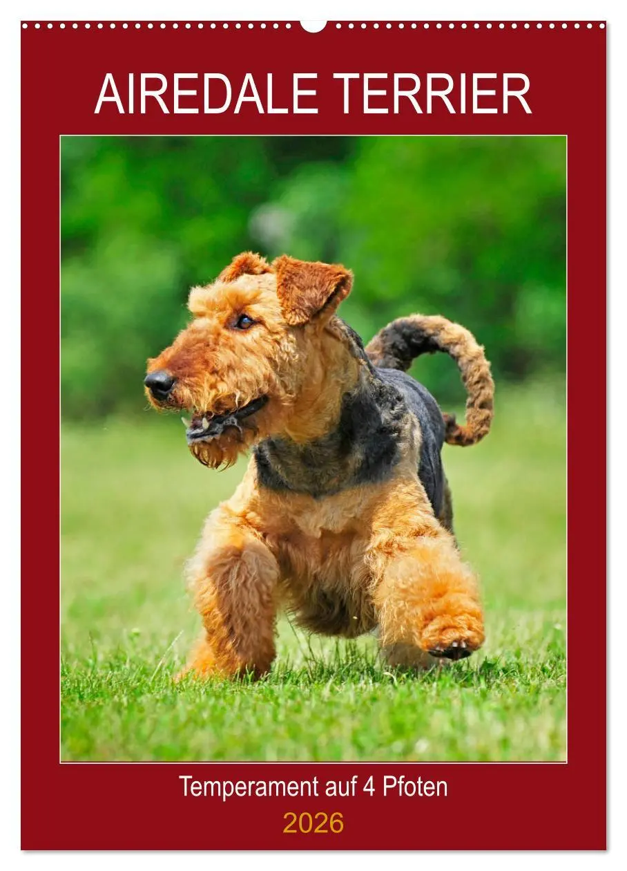 Cover: 9783516388565 | Airedale Terrier - Temperament auf 4 Pfoten (Wandkalender 2026 DIN...