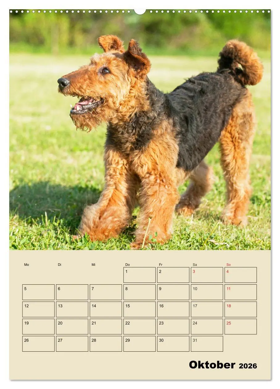 Bild: 9783516388565 | Airedale Terrier - Temperament auf 4 Pfoten (Wandkalender 2026 DIN...