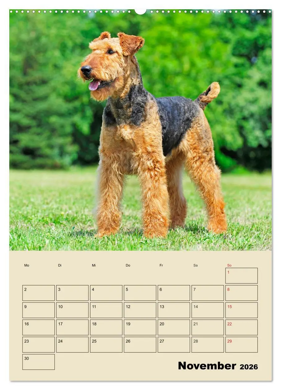 Bild: 9783516388565 | Airedale Terrier - Temperament auf 4 Pfoten (Wandkalender 2026 DIN...