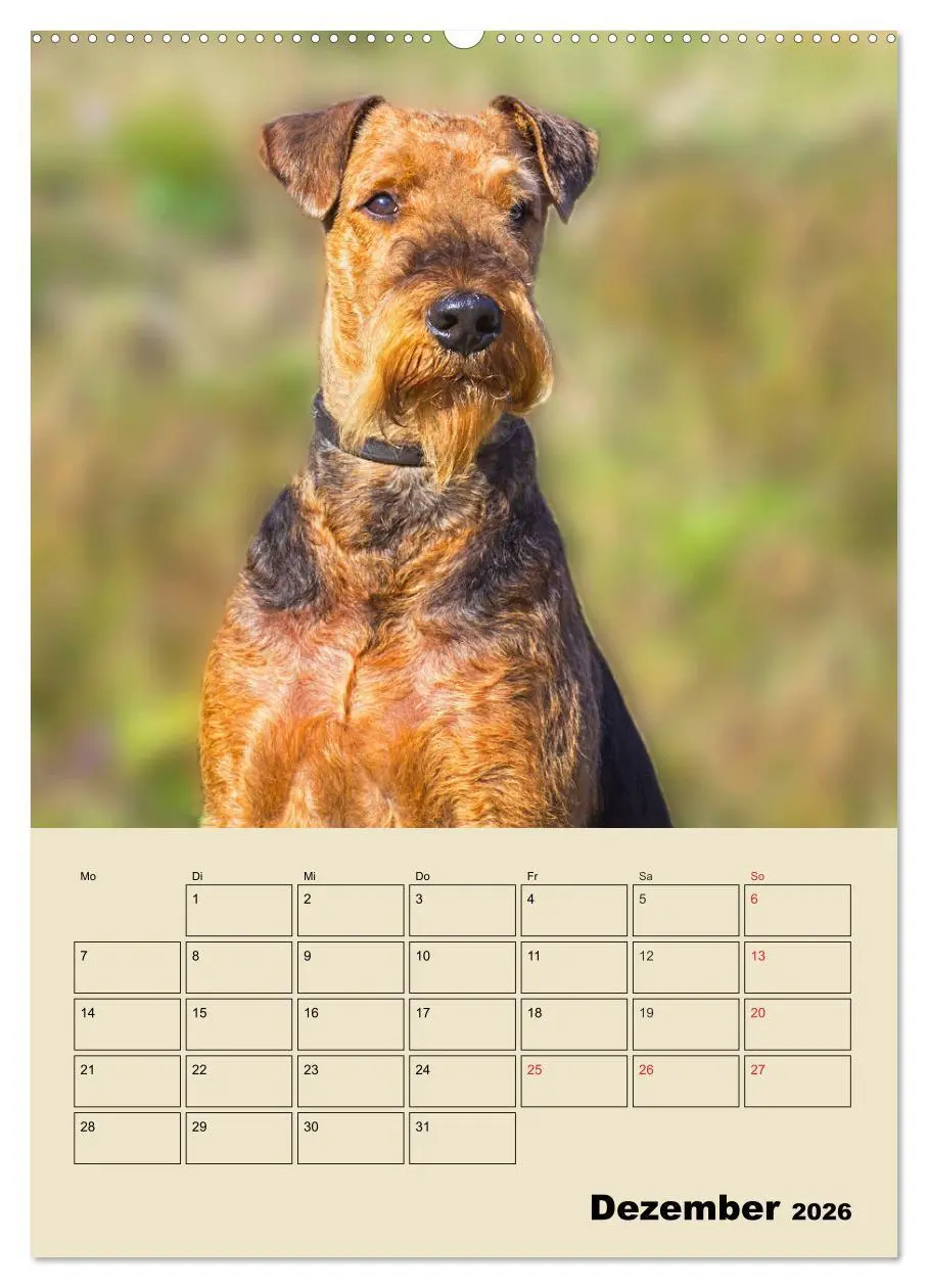 Bild: 9783516388565 | Airedale Terrier - Temperament auf 4 Pfoten (Wandkalender 2026 DIN...