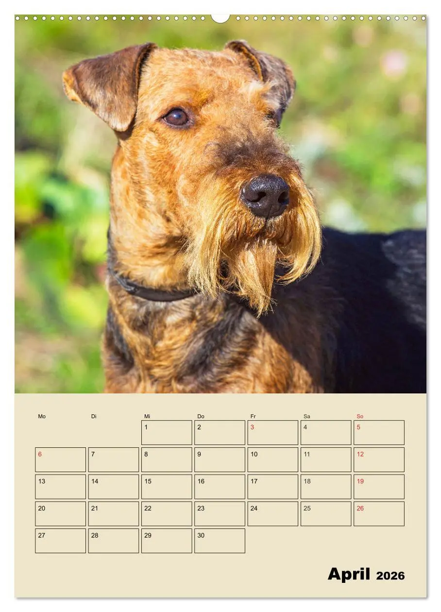 Bild: 9783516388565 | Airedale Terrier - Temperament auf 4 Pfoten (Wandkalender 2026 DIN...