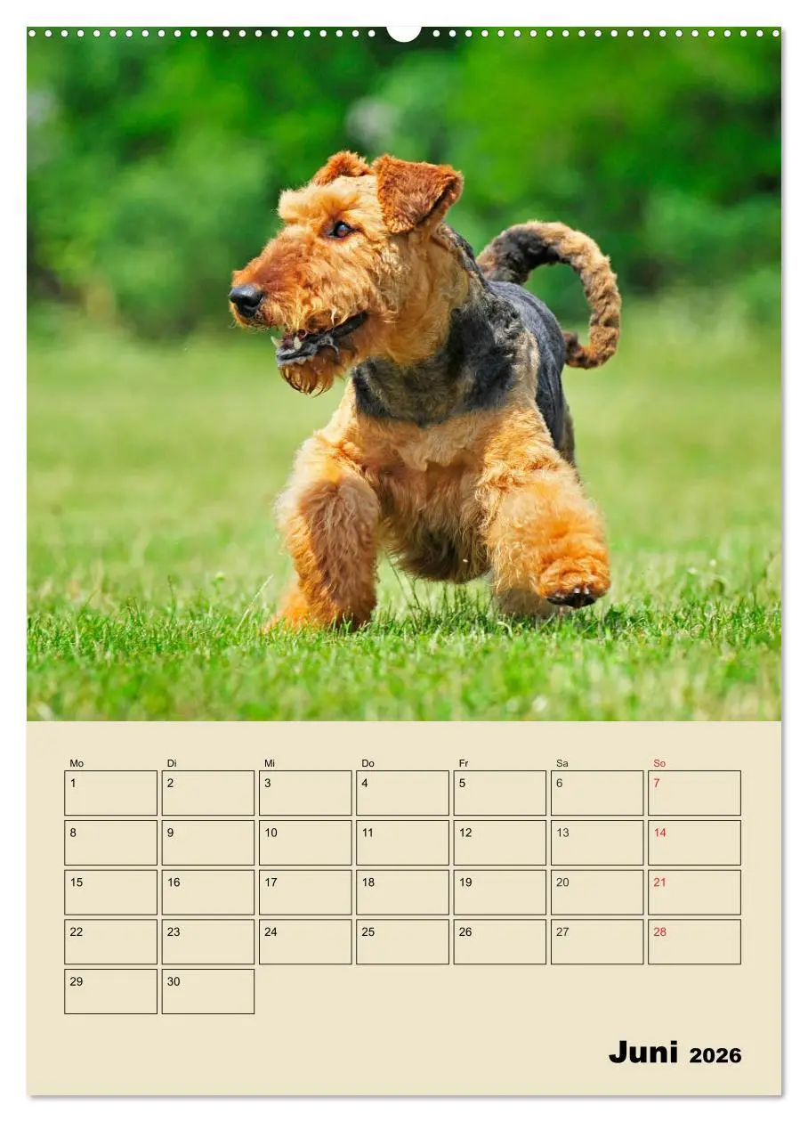 Bild: 9783516388565 | Airedale Terrier - Temperament auf 4 Pfoten (Wandkalender 2026 DIN...