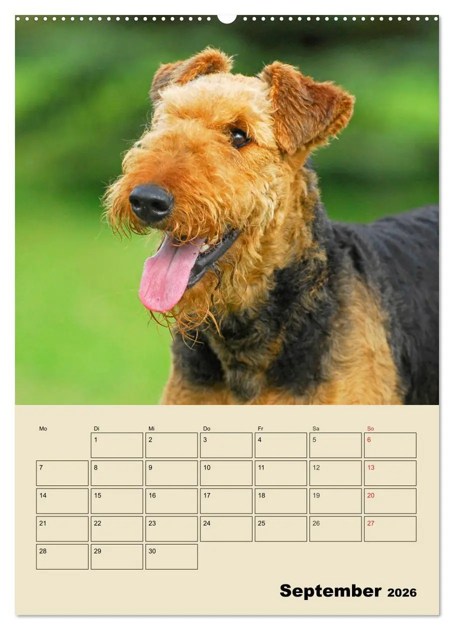 Bild: 9783516388565 | Airedale Terrier - Temperament auf 4 Pfoten (Wandkalender 2026 DIN...
