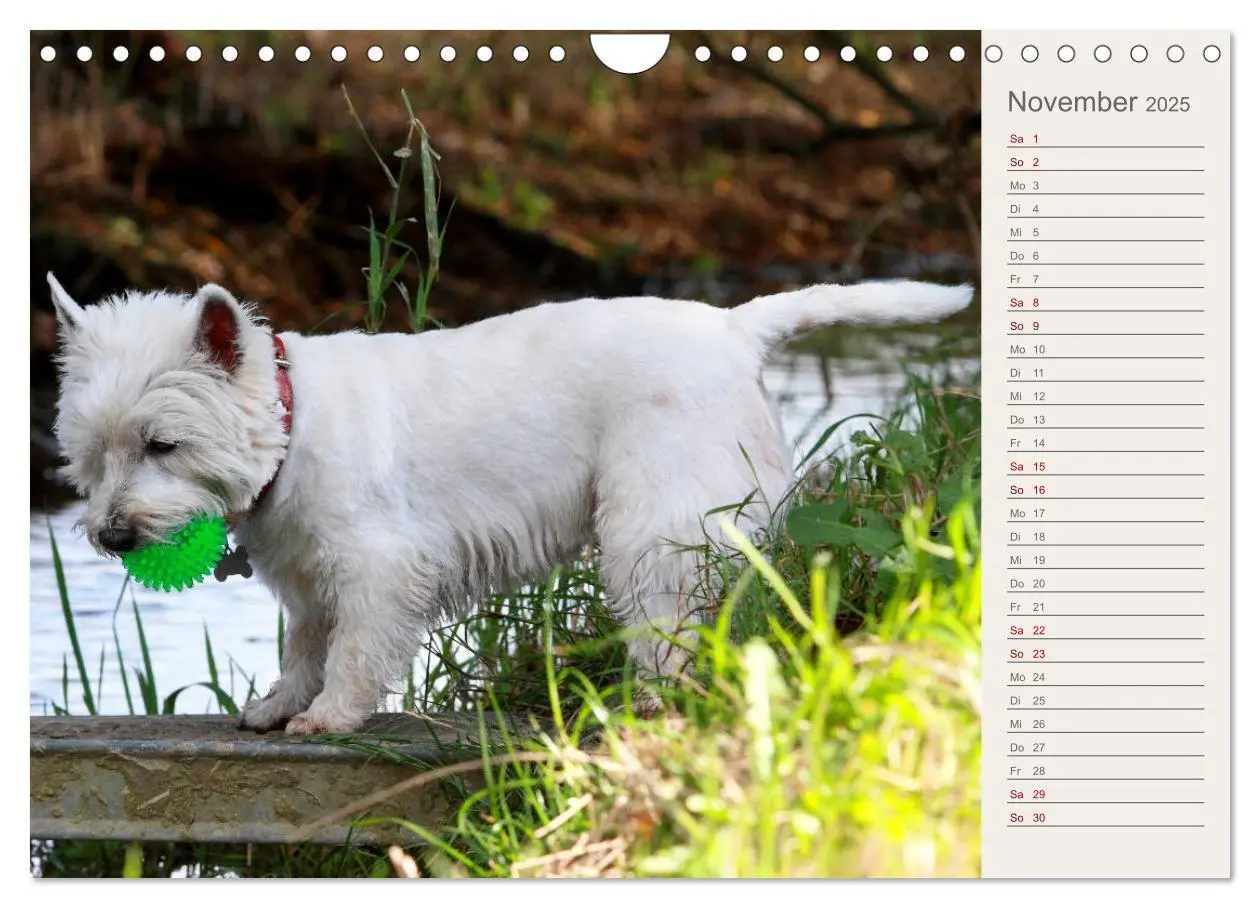 Bild: 9783435408665 | West Highland White Terrier - Selbstbewustes Powerpaket - der...