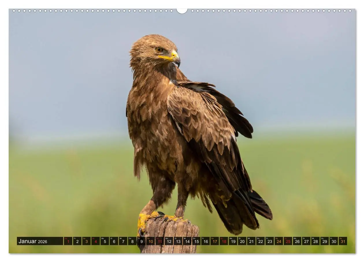 Bild: 9783457658765 | Der Schreiadler (Clanga pomarina) - Deutschands kleinster und stark...