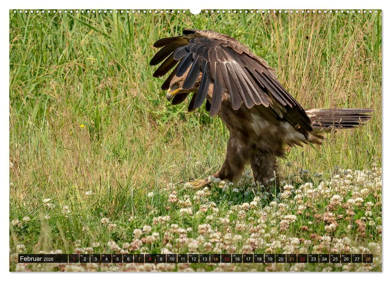 Bild: 9783457658765 | Der Schreiadler (Clanga pomarina) - Deutschands kleinster und stark...