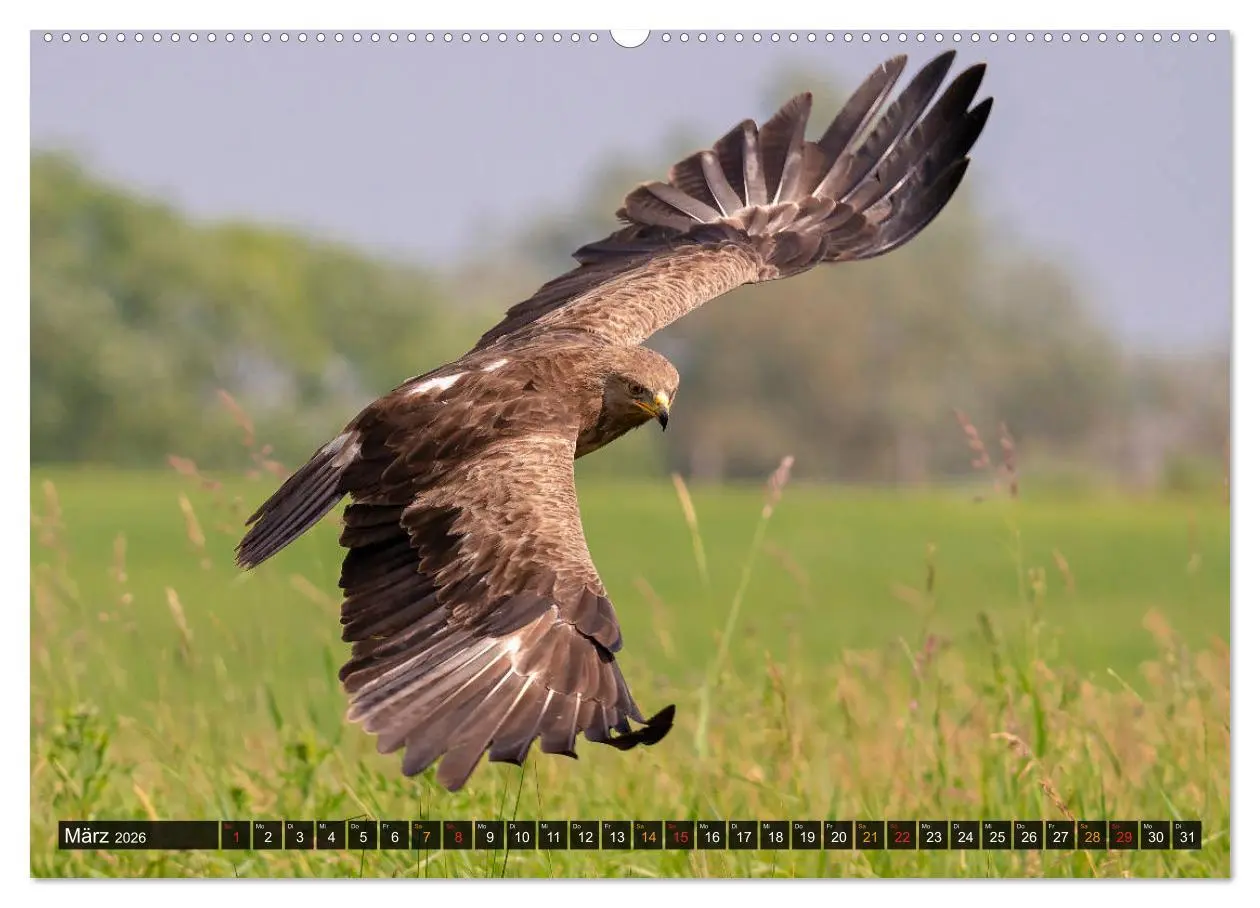 Bild: 9783457658765 | Der Schreiadler (Clanga pomarina) - Deutschands kleinster und stark...