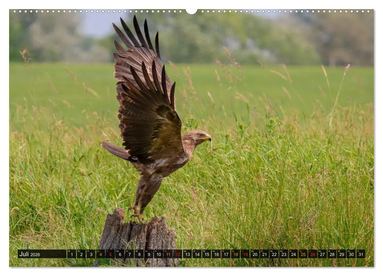 Bild: 9783457658765 | Der Schreiadler (Clanga pomarina) - Deutschands kleinster und stark...