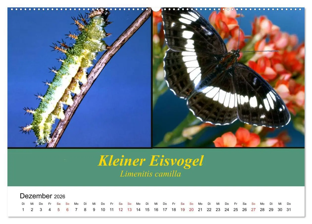 Bild: 9783457958865 | Zwei Leben, Raupe und Schmetterling (Wandkalender 2026 DIN A2...