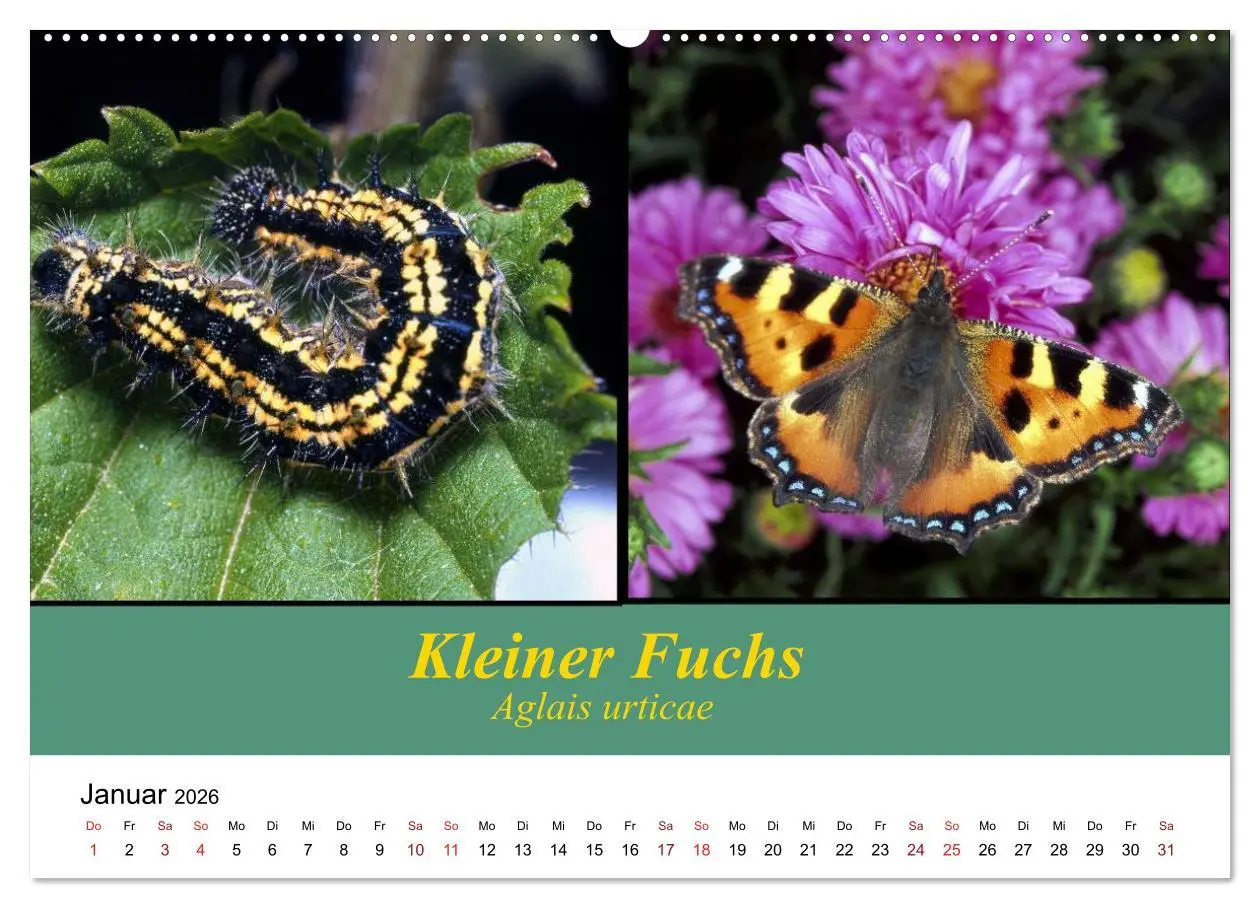 Bild: 9783457958865 | Zwei Leben, Raupe und Schmetterling (Wandkalender 2026 DIN A2...